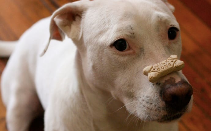 can a dog eat too many milk bones