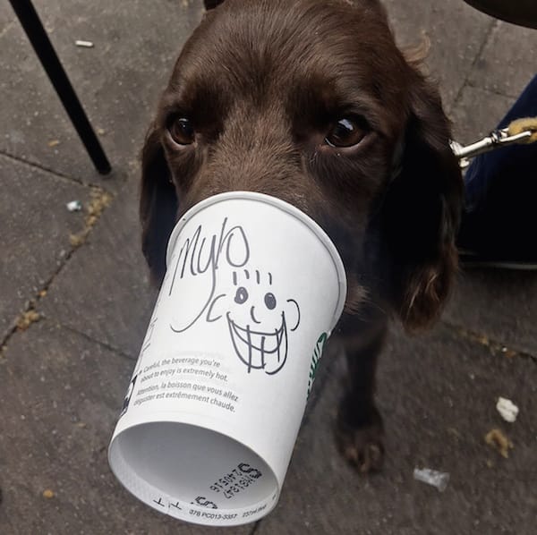 dog licking starbucks coffe