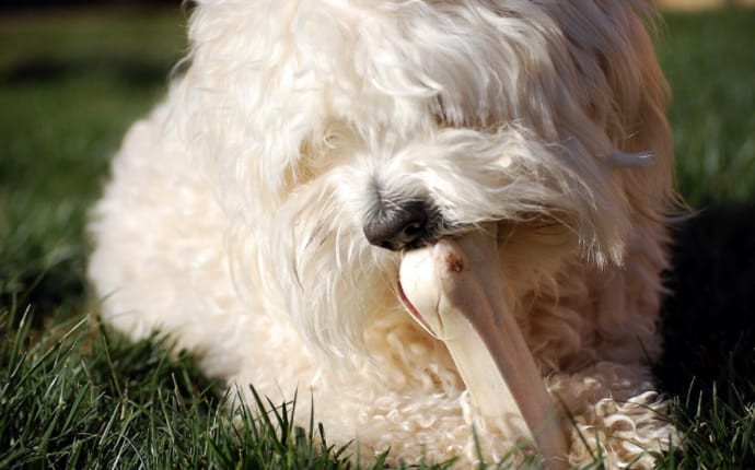 dog playing with a bone