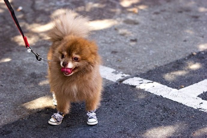 Dog wearing doggy boots
