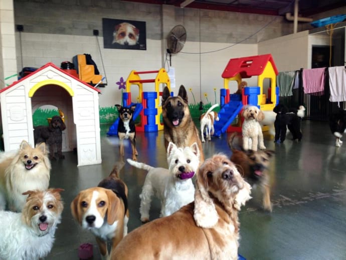 https://petcube.com/blog/content/images/2017/06/doggy-daycare.jpg