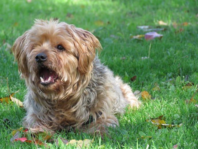 how to stop barking dog