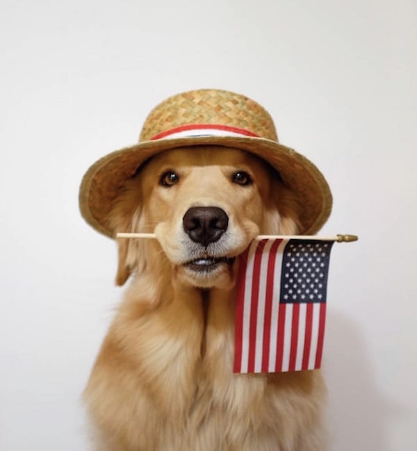 dog with a flag