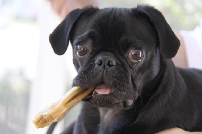 Dog with a treat