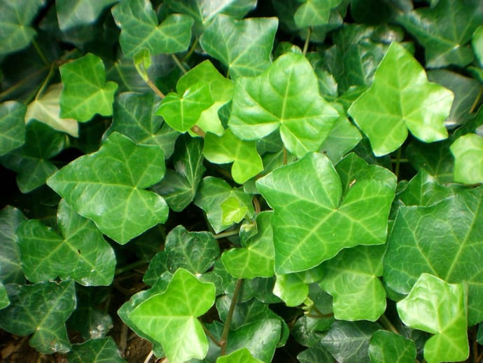 English Ivy plant