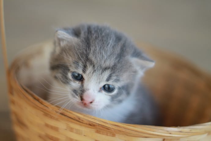 kitten in the box