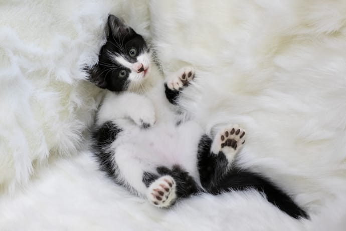 cute kitten laying on the bed
