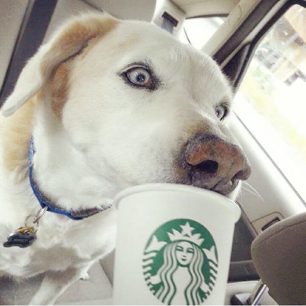 dog drinking starbucks coffee