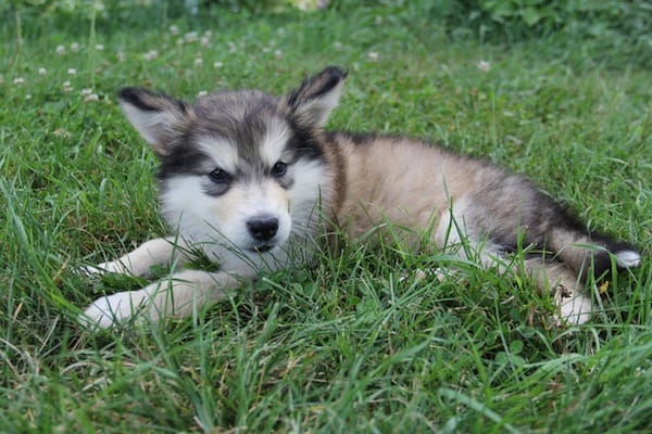 malamute