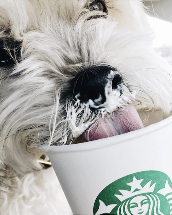 dog drinking starbucks coffee