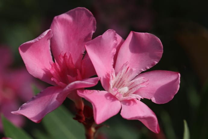 are oleander plants poisonous to cats and dogs