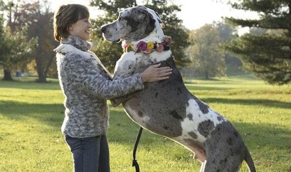 owner greeting dog