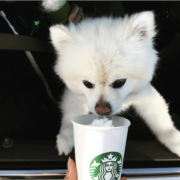 dog drinking starbucks coffee