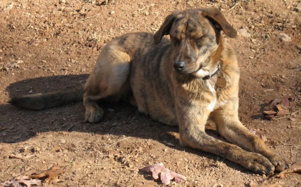 plott hound