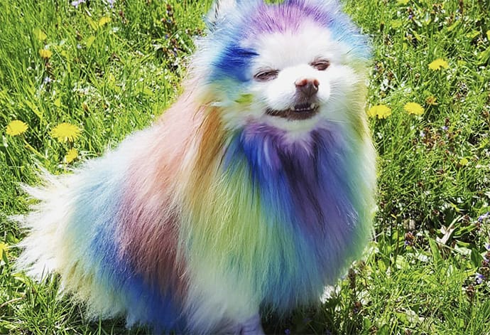 10 Dogs Who are Totally Ready for Pride Month