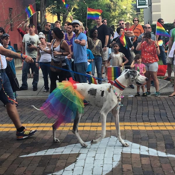 pride dog's best look