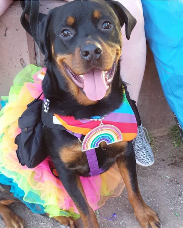 rainbow dog