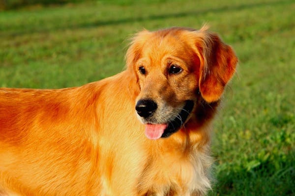 golden retriever