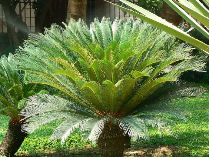 Sago palm plant