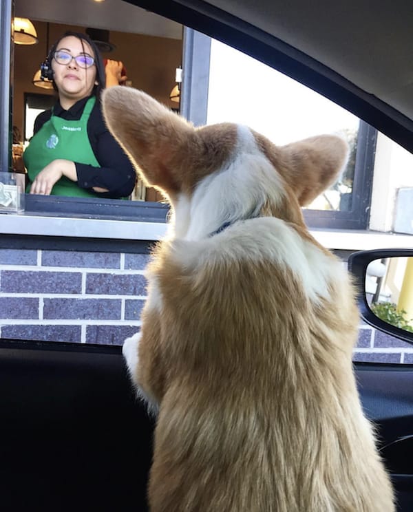 dog drinking starbucks coffee