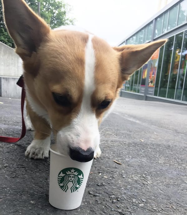 dog drinking starbucks coffee