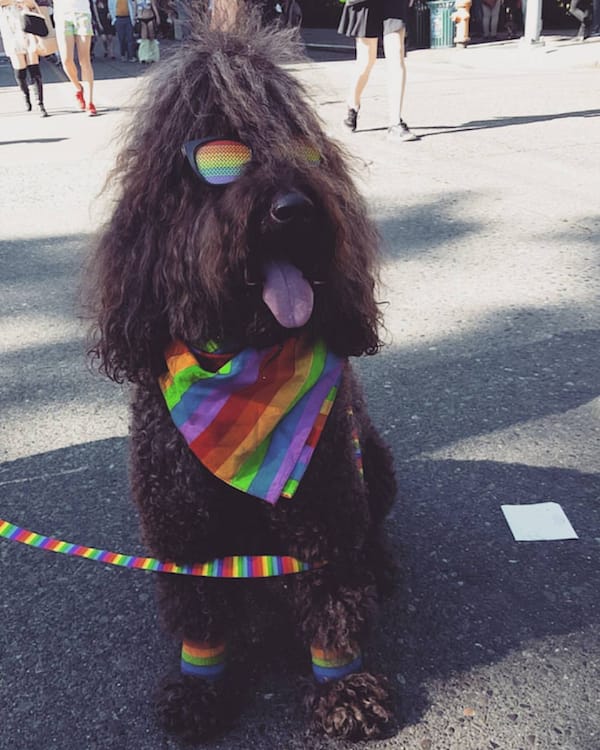 swag pride dog