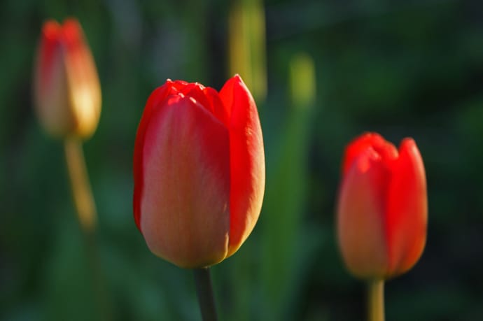 Tulip Plant