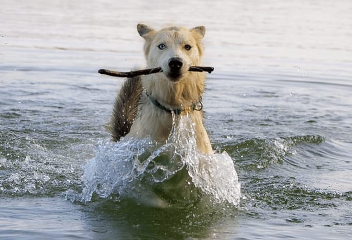 dog in water