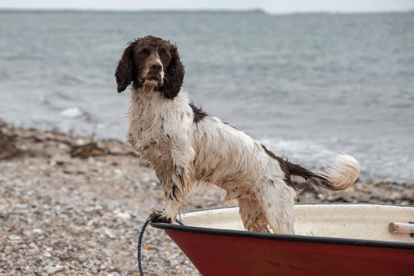 spaniel