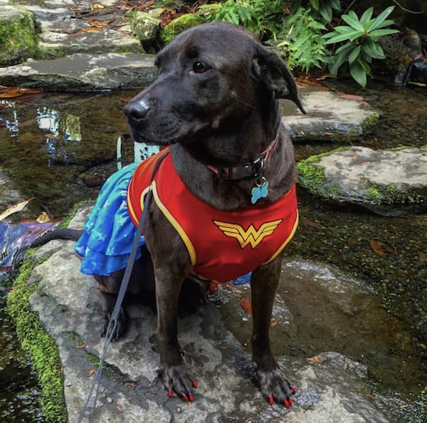 wonder woman dog