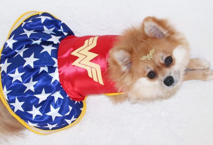 wonder woman dog