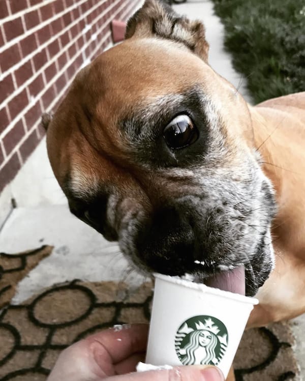 dog drinking starbucks coffee