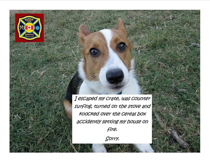Barrie Fire And Emergency Service Post With A Dog Arsonist