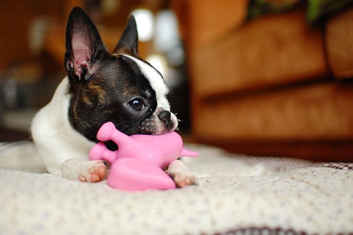 Boston terrier with a chew toy