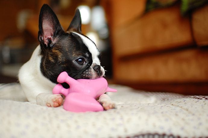 dog eating slippers