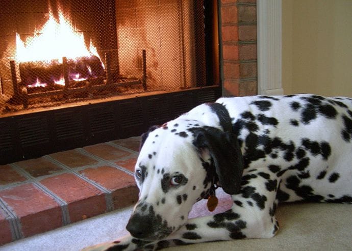 A Dalmatian is near the fireplace