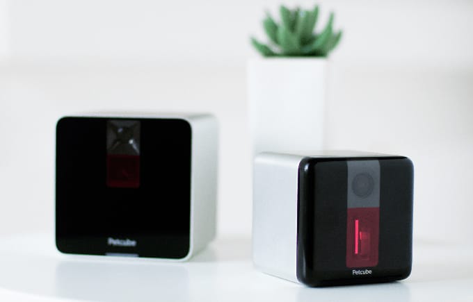 petcube laser