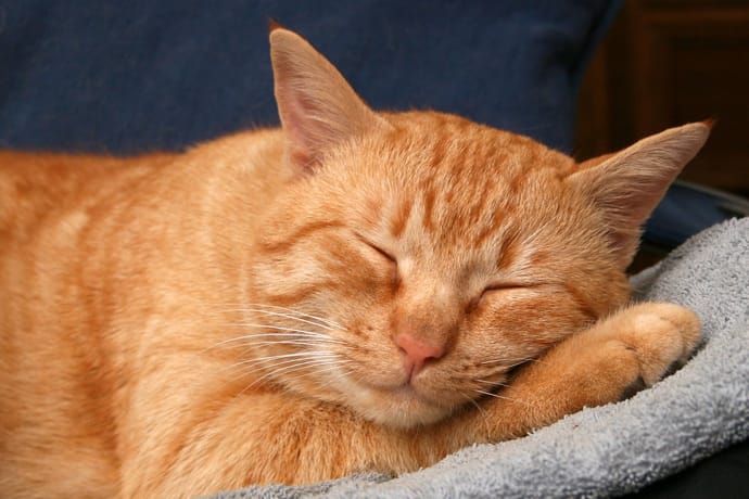 Red cat sleeping