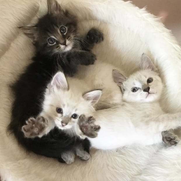 what do baby kittens look like