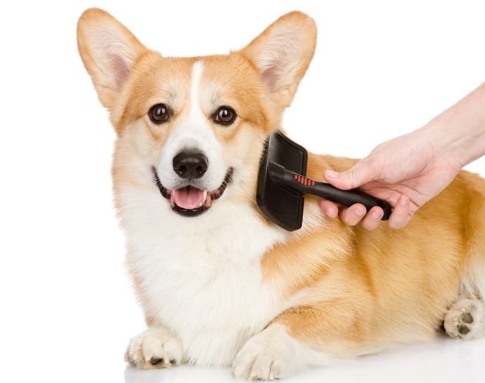 places to groom your dog