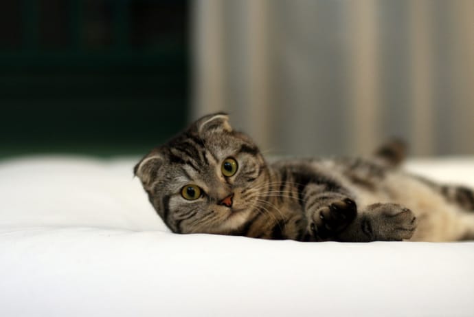Cat laying on a bed