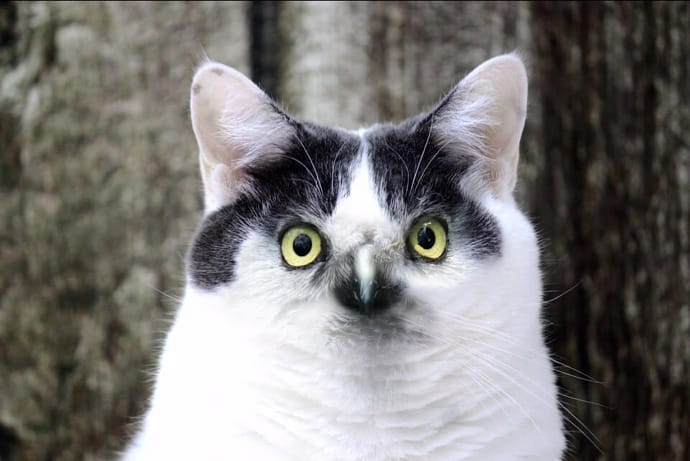 Cat with Eagle Eyes