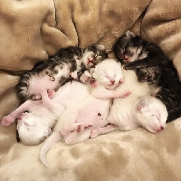 8 Amazing Facts About Kittens Every Cat Owner Should Know