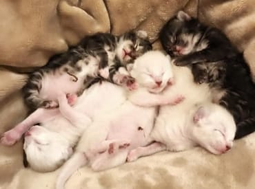 8 Amazing Facts About Kittens Every Cat Owner Should Know