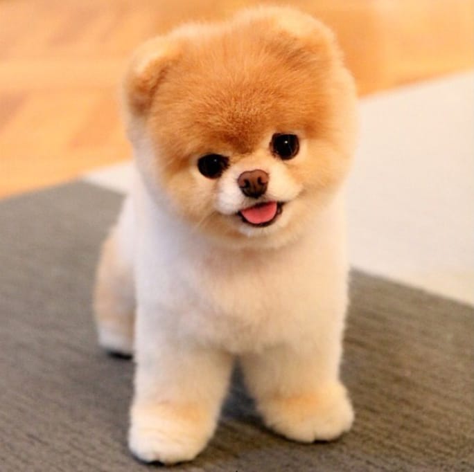 Cute Doggie haircut