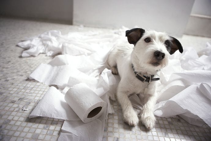 how to teach dog not to chew shoes