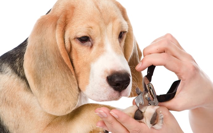 Dog Care: Everything You Need to Know About Dog Grooming