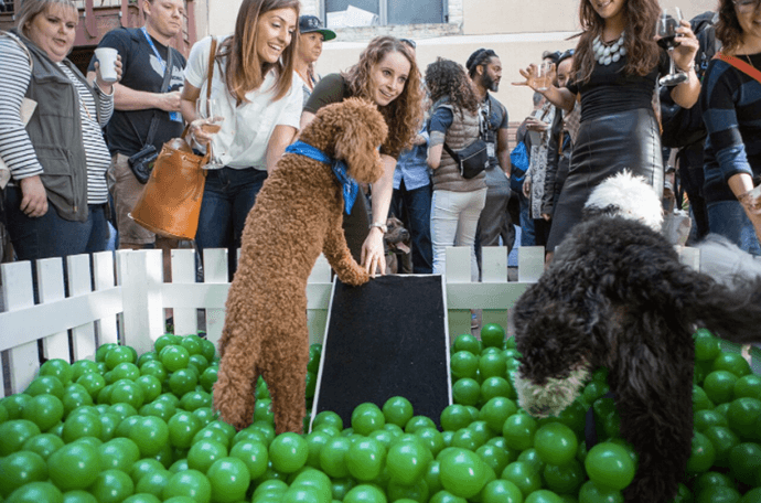 Dogs playing in the pool filled with plastic balls