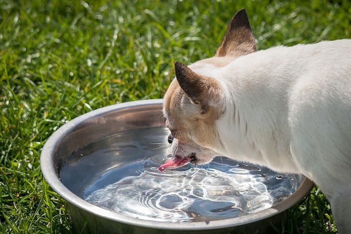 A dog drinking from the steel water bowl placed on the grass