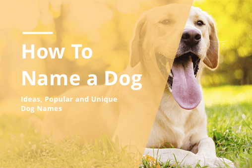 How To Name A Dog Unique Male Female Dog Naming Ideas